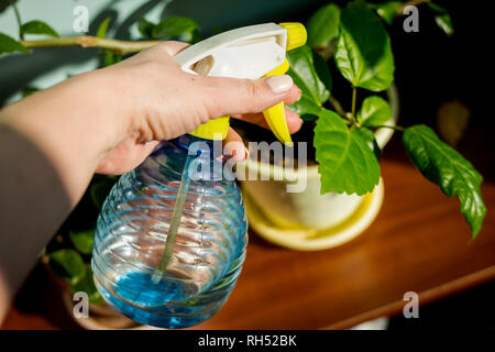 Young businesswoman pulvérise les plantes dans les pots de fleurs. Femme prendre soin de plante. Femme en prenant soin de plantes à son domicile, la pulvérisation d'un végétal à wat pure Banque D'Images