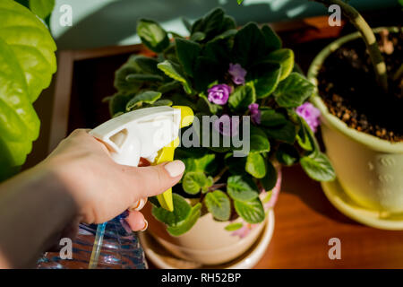 Young businesswoman pulvérise les plantes dans les pots de fleurs. Femme prendre soin de plante. Femme en prenant soin de plantes à son domicile, la pulvérisation d'un végétal à wat pure Banque D'Images