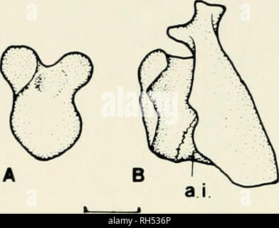 . Breviora. 12 breviora no 474. La figure 5. R., 3150 elcobriensis MCZ. A. même antérieure droite et côte cervicale. Échelle est égale à 1 cm. Abréviations : ai, intercentrum l'axe. Un petit bloc de matrice contient l'atlas centrum et l'axe n'intercentrum spatulé ainsi que d'une côte cervicale (Fig. 5A,B). L'atlas centrum est complètement sclérosé et est exposé à la face ventrale. L'axe intercen- bostn est un grand élément crescentic fusionnée à la face postérieure de l'atlas centrum. Bien que l'atlas centrum est visible à la face ventrale, c'est l'axe qui intercentrum est plus important, en contribuant à plus de 50 pour cent Banque D'Images