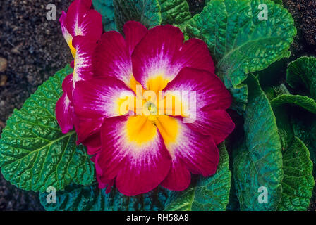 Close up de Primula en rouge et blanc avec des pétales de fleur de ressort central jaune, plante qui peut être cultivée dans des conteneurs, etc. Les frontières hardy pleinement Banque D'Images