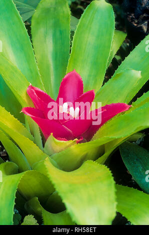 Close up of Guzmania lingulata avec des fleurs blanches entourées de bractées vert et rouge vif en été Banque D'Images