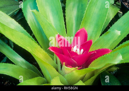 Close up of Guzmania lingulata avec des fleurs blanches entourées de bractées vert et rouge vif en été Banque D'Images