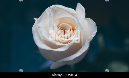 White Rose. Mariage blanc rose close up isolé sur fond sombre. Banque D'Images