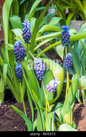 Muscari latifolium une vivace bulbeuse en fleur au printemps et bleu foncé racemes croître en plein soleil dans garedns rock aussi appelé muscaris Banque D'Images