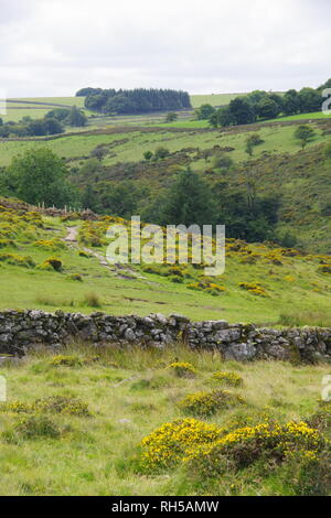 Mur de pierres sèches dans un paysage de lande verte par la rivière West Dart. Dartmoor National Park, Devon, UK. Banque D'Images