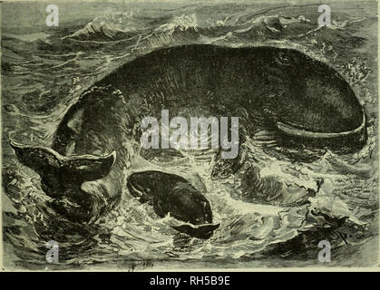. Brehm's de la vie des animaux : une histoire naturelle pour l'instruction populaire accueil et pour l'utilisation d'écoles. Mammalia. Mammifères marins ; le comportement animal. Le WHALEBOXE LES BALEINES. 563 poser l'extrémité de la plaque. Couches de corne incurvée fusionnent avec les assiettes individuelles à la racine, les reliant à la peau du toit de la bouche, d'où ils tirent leur nourriture. Cette peau, qui est de quatre cinquièmes d'un pouce d'épaisseur, est abondamment approvisionnés en sang-navires. Le nombre total des plaques est de deux cent cinquante à quatre cents, le plus long qu'on retrouve dans le milieu de la mâchoire, alors que Banque D'Images