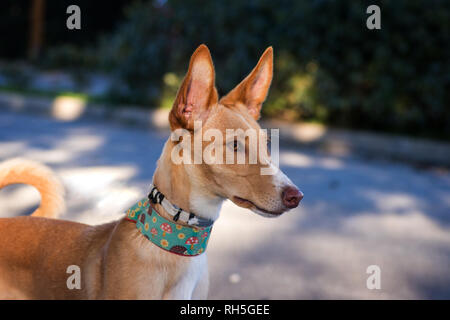 Chien podenco qui pose pour la photo Banque D'Images