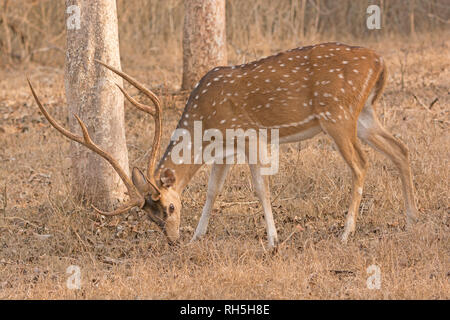 Spotted Deer dans la forêt dans le Parc National de Nagarhole en Inde Banque D'Images