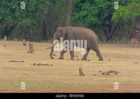 Gros éléphant mâle le long de la rivière Donets dans le Parc National de Nagarhole en Inde Banque D'Images