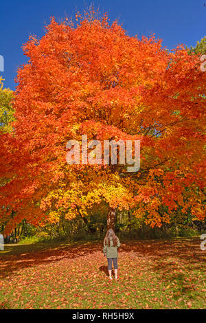 À la recherche à un érable à sucre en couleurs d'Automne au Parc d'état de backbone en Iowa Banque D'Images