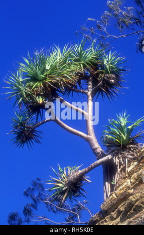 Arbre PANDANUS VIS À VIS (PALM OU PIN) CROISSANT SUR ROCHE, Queensland, Australie Banque D'Images