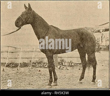 . Source et sportsman. Les chevaux. 8 avril, 1905] ©C£ gvee&amp;ev anto gftwetefmtm Gossip Fresno. Peesno, Avril 4-Fresno n'a pas eu la chance d'avoir une réunion de courses depuis 1902 et il serait peut-ba dit que l'intérêt généralement prises dans le trotter et la Pacer ici a été assez terne depuis deux ou trois ans. L'ancien classique semble être revenue au printemps cependant, l'entreprise promet de s'épanouir à nouveau et les classiques intemporels font un effort sérieux pour une grande réunion en juillet. Le parc des expositions et la voie sont maintenant la propriété du comté de Fresno. La piste est travaillé régulièrement un Banque D'Images