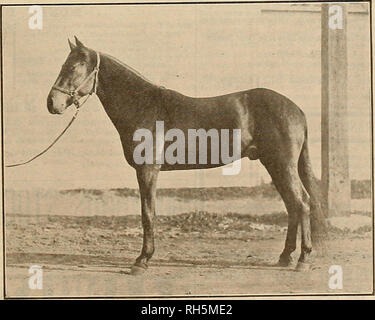 . Source et sportsman. Les chevaux. 3Q:3-gt ;. &Lt;k HAROLD DILLON 39610 PAR SIDNEY DILLON kw. Maurice 36257 BINGEN BV 2:06J DEUX JEUNES ÉTALONS POUR LA Nouvelle-zélande achetés aux États-Unis par M. R. McMillan d Cbristchurch, Nouvelle-Zélande, et expédiés à partir de San Francisco sur le Steamship Sierra, 12 janvier 1905.. Veuillez noter que ces images sont extraites de la page numérisée des images qui peuvent avoir été retouchées numériquement pour plus de lisibilité - coloration et l'aspect de ces illustrations ne peut pas parfaitement ressembler à l'œuvre originale.. San Francisco, Californie : [s. n. ] Banque D'Images