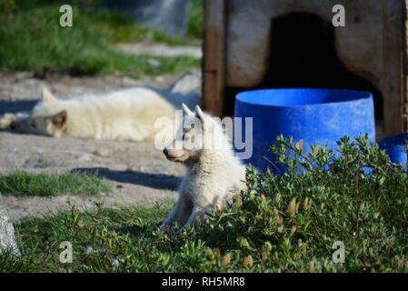 Ilulissat, Groenland - Juillet, Sled Dog / husky en été, mignon petit chiot Husky, couché sur un rocher Banque D'Images