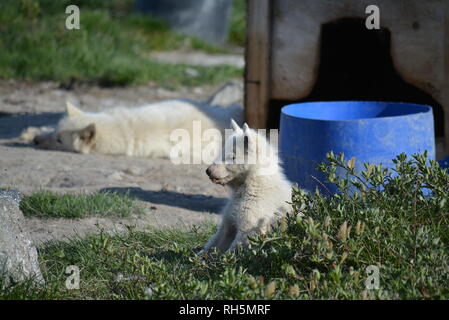 Ilulissat, Groenland - Juillet, Sled Dog / husky en été, mignon petit chiot Husky, couché sur un rocher Banque D'Images