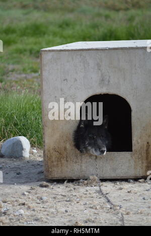 Ilulissat, Groenland - Juillet, enchaînés Sled Dog / Husky s'ennuient en été, traîneau à chiens huskies / sur l'herbe et chiens Banque D'Images