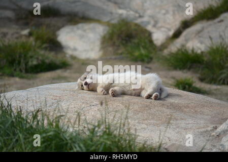 Ilulissat, Groenland - Juillet, Sled Dog / husky en été, mignon petit chiot Husky, couché sur un rocher Banque D'Images