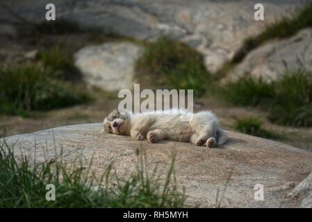 Ilulissat, Groenland - Juillet, Sled Dog / husky en été, mignon petit chiot Husky, couché sur un rocher Banque D'Images