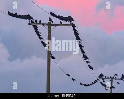 Rooks Corvus frugilegus avant le coucher du soleil de repos Banque D'Images