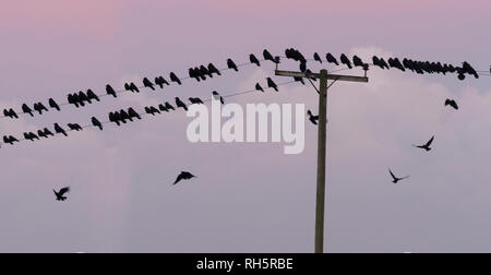 Rooks Corvus frugilegus avant le coucher du soleil de repos Banque D'Images