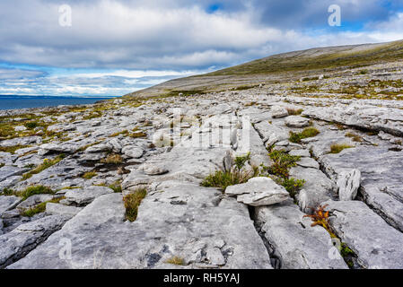 Blocs erratiques déposés par les glaciers, éparpillés à travers le lapiez près de Tête Noire, le Burren, comté de Clare, Irlande Banque D'Images