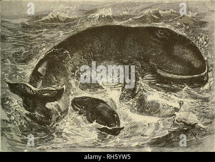 . Brehm's de la vie des animaux : une histoire naturelle pour l'instruction populaire accueil et pour l'utilisation d'écoles. Mammifères marins ; le comportement animal. Les fanons de baleines. 563 poser l'extrémité de la plaque. Couches de corne incurvée fusionnent avec les assiettes individuelles à la racine, les reliant à la peau du toit de la bouche, d'où ils tirent leur nourriture. Cette peau, qui est de quatre cinquièmes d'un pouce d'épaisseur, est abondamment approvisionnés en sang-navires. Le nombre total des plaques est de deux cent cinquante à quatre cents, le plus long qu'on retrouve dans le milieu de la mâchoire, tandis que le shorte Banque D'Images