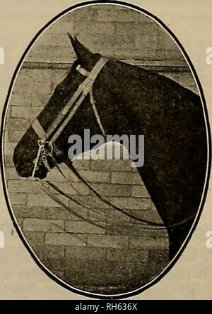 . Source et sportsman. Les chevaux. Pacifique 1655 Téléphone d'équitation et l'ÉCOLE DE CONDUITE 701 Seventh Avenue, San Francisco l'intérieur de la maison une sélection de Polo POLO PONIES un choix de chevaleresque, bien élevée au Kentucky et la Californie 8ADDLE CHEVAUX À VENDRE dans les leçons d'équitation et de la conduite des cours du soir J. J. OETHIN. Veuillez noter que ces images sont extraites de la page numérisée des images qui peuvent avoir été retouchées numériquement pour plus de lisibilité - coloration et l'aspect de ces illustrations ne peut pas parfaitement ressembler à l'œuvre originale.. San Francisco, Californie : [s. n. ] Banque D'Images