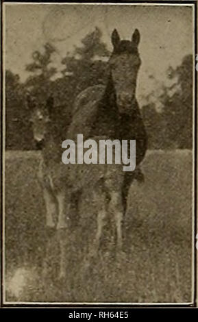 . Source et sportsman. Les chevaux. Avant de partir en vacances, votre dépôt d'objets de valeur dans un coffre-fort dans nos voûtes Plaques de blindage. Cela soulagera votre esprit de toute inquiétude inutile. Louer UN COFFRE-FORT POUR 4 $ par an jusqu'malles entreposées pour $1 PAR MOIS PREMIER COFFRE-FORT DE VAULTS FIRST NATIONAL BANK BUILDING POSTER ET MONTGOMERY STS.. SAN FRANCISCO, CAL. Cartes d'CTALLION iH = â envoyer pour nos échantillons et catalogue des réductions cheval Horse Books, Zmpregnators prend en charge. Tout recours au service de nuit à un étalon propriétaire doit notre étalon Dépliants, affiches, catalogues de vente et de ferme et compilé Imprimerenvoyer ^^ c Banque D'Images