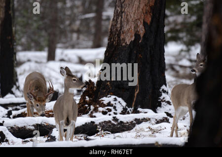 En automne, le buck blanc chasse deux ne pendant la saison d'accouplement. Vallée de Yaak dans les montagnes Purcell, dans le nord-ouest du Montana. (Photo de Randy Beacham) Banque D'Images