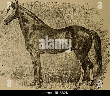 . Source et sportsman. Les chevaux. lq"s ;-.l*d WHEATLEY résistera à l'" SAISON QUI A SUIVI, SE TERMINANT LE 1ER JUILLET, 1SS3, à la Oakland hippodrome. Termes-5-50, payable à la fin de la saison. Arrangements satisfaisants peuvent être faites au pâturage près de la piste pour les juments à distance. Arbre généalogique et des deuxième barrage Gypsy, propre soeur de Médoc, par American Eclipse. Troisième jeune barrage Maid of the Oaks, importés par l'expédition. Quatrième Femme de barrage des chênes, par l'importation de la propagation d'Aigle. Cinquième barrage Annette, par l'importation de requin. Sixième barrage par Bockingham. Septième dani bv du Baylor Gallant. Huitième barrage par"True Whig. N Banque D'Images