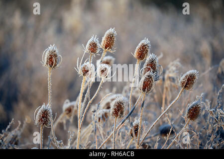 Peterborough (Cambridgeshire, Angleterre. 31 janvier, 2019. Couverte de givre chardons sont réchauffés par le soleil chaud juste après le lever du soleil par un froid glacial et commencer la journée dans la région de Peterborough, Cambridgeshire, le 31 janvier 2019. Crédit : Paul Marriott/Alamy Live News Banque D'Images