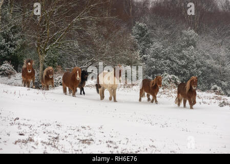 L'exécution de poneys Shetland dans la neige dans la New Forest, sud de l'Angleterre, parc national à Bramshaw, Hampshire, Royaume-Uni Banque D'Images