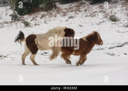 L'exécution de poneys Shetland dans la neige dans la New Forest, sud de l'Angleterre, parc national à Bramshaw, Hampshire, Royaume-Uni Banque D'Images