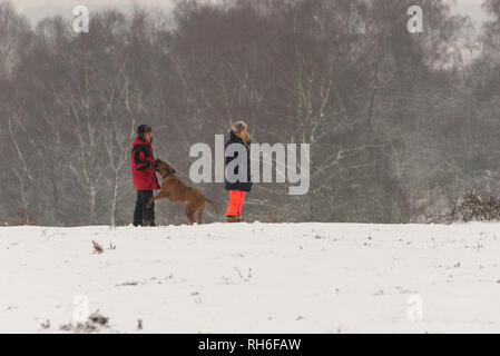 Couple avec chien dans la neige. Bramble Hill, Bramshaw, Lyndhurst, New Forest, Hampshire, Royaume-Uni, 1st février 2019, Météo : les randonneurs apprécient d'être dehors dans le froid après de fortes chutes de neige dans le sud du parc national de l'Angleterre. Banque D'Images