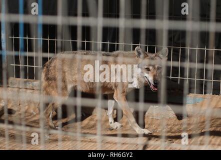 Rafah, dans la bande de Gaza, en Palestine. 30Th Jan, 2019. City zoo de Rafah le sud de la bande de Gaza. Credit : Hassan Jedi et Quds Net News Wire/ZUMA/Alamy Live News Banque D'Images