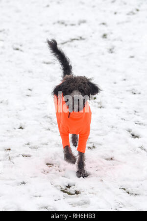 Brighton UK 1er février 2019 - UK Weather : un beau labradoodle aime jouer dans la neige à Brighton après une importante chute de neige pendant la nuit . La neige et la glace a causé des problèmes avec les transports publics dans tout le sud et de nombreuses écoles sont fermées en Grande-Bretagne Crédit : Simon Dack/Alamy Live News Banque D'Images