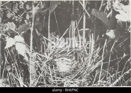 . Oiseaux nicheurs de l'Ontario : nidiology et la distribution. Les oiseaux ; les oiseaux ; les oiseaux. Fig. 182 A. Veuillez noter que ces images sont extraites de la page numérisée des images qui peuvent avoir été retouchées numériquement pour plus de lisibilité - coloration et l'aspect de ces illustrations ne peut pas parfaitement ressembler à l'œuvre originale.. Peck, George K ; James, Ross, 1943- ; Musée royal de l'Ontario. Toronto : Musée Royal de l'Ontario Banque D'Images