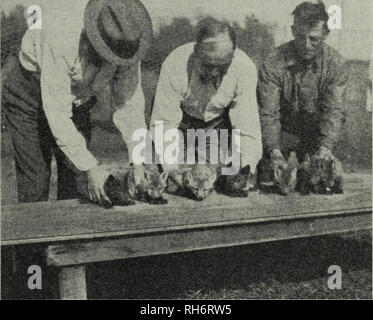 . L'élevage des animaux à fourrure. Animaux à fourrure 1389 renards ainsi du genre Vulpes peut avoir trois types de peaux : (1) La politique commune de red fox, qui est essentiellement fauve rouge ou avec un mélange de gris ou brun, sauf pour le seul marquage noir sur les pieds et les oreilles, une zone blanche à l'extrémité de la queue, et certaines des bandes blanches sur le dos et le croupion ; (2) la coupe transversale type fox, dans lequel prédomine noir sur les pieds, les jambes, et en vertu des parties, v ien que le rouge ou noir fauve recouvrant couvre la plupart de la tête, shoul- ders, et à l'arrière ; et (3) le noir (argent) Fox, qui ne transporte aucun fauve ou rouge, l'entir Banque D'Images