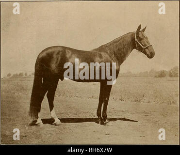 . Source et sportsman. Les chevaux. 24 L'éleveur et SPORTSMAN [Samedi 24 décembre 1910. XJ^^ Vt*N*** %XV£^A.V"j'^NSSX^^ Hemet Stock Farm HEMET, RIVERSIDE CO., CAL. I. MILE Voie à cinq minutes à pied de Railroad Depot. Les beaux bâtiments inégalée. Les bonnes clôtures. Meilleur Pâturage Luzerne, 5 $ par mois. Meilleure formation d'hiver dans la voie sud de la Californie. Cette ferme jouxte la ville de Hemet, son entrée étant à seulement cinq minutes à pied de la Railroad depot. Le Grandstand est grand et une vue splendide sur la piste peut mentir avait de tout siège dans elle. La piste est marquée par des cavaliers d'être e Banque D'Images