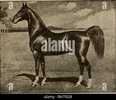 . Source et sportsman. Les chevaux. Samedi, 19 Septembre, 1911.] L'OBTENTEUR ET SPORTSMAN 15 l'Illinois produites Saddle étalon LORD AU DANEMARK. N° 2801 (Vol. VII.). Gagnant de plus première prime que tout autre étalon à l'ouest de Chicago, et de plus d'argent que tout autre expose à la foire de l'État de Californie. De la saison 1914 à l'équitation et l'École de Conduite 701 Septième Avenue Téléphone Pacific 1655 TERMSl et au$50 lOr thC SeBSOn pr0vewith poulain de l'argent doit être remboursé. CLUB D'équitation, de conduite 36e Avenue et Rue du Pacifique 2608 C Téléphone Pour plus de renseignements adresse, H. W. HEWITT, Manager.ou Banque D'Images