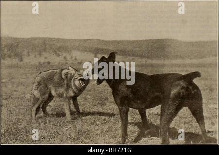 . Source et sportsman. Les chevaux. Des félicitations. représentant de l'Union européenne et de la Remington Arms cartouche métallique, les entreprises de Tacoma, Washington, et depuis des années dans le scribe en chef est bien connu de l'organisation "les Indiens", qui a parmi ses membres tous les plus grands et les plus connus du pays tireurs piège. Au sortir de son cercle d'anciens amis, M. Riehl a été invité à fonder une organisation similaire sur la côte du Pacifique, et avec la collaboration des amis de la Côte d'enthousiasme, il a organisé la "Indiens" du Pacifique qui promet de donner de l'EAS Banque D'Images