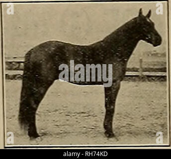 Source et sportsman. Les chevaux. L talon Trotteur Standard