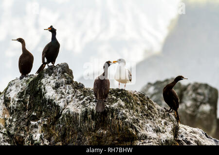 Colonie de cormorans (Phalacrocorax carbo), la péninsule du Kamtchatka, près du cap, Kekurny la Russie. Banque D'Images