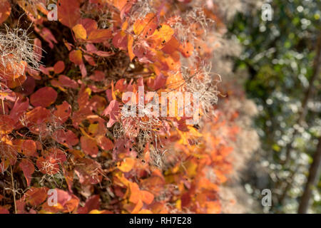 Détail d'un arbre de fumée en automne Banque D'Images