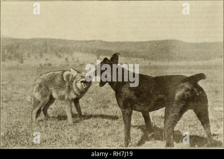 . Source et sportsman. Les chevaux. Des félicitations. représentant de l'Union européenne et de la Remington Arms cartouche métallique, les entreprises de Tacoma, Washington, et depuis des années dans le scribe en chef est bien connu de l'organisation "les Indiens", qui a parmi ses membres tous les plus grands et les plus connus du pays tireurs piège. Au sortir de son cercle d'anciens amis, M. Riehl a été invité à fonder une organisation similaire sur la côte du Pacifique, et avec la collaboration des amis de la Côte d'enthousiasme, il a organisé la "Indiens" du Pacifique qui promet de donner de l'EAS Banque D'Images