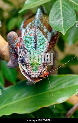 Caméléon panthère (Furcifer pardalis) - mâle Banque D'Images