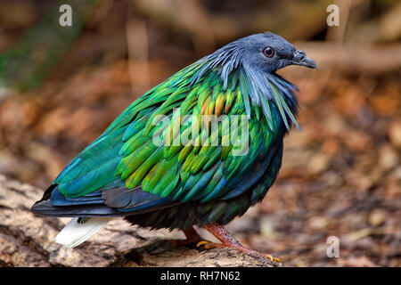 - Caloenas nicobarica pigeon Nicobar Banque D'Images