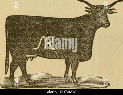 . Livre de marque. Marques de bovins Bovins ; marques. HENRY WISNER, poste, adresse, K, d'Inyo est. Gamme, 10 miles à l'est de Medi- cine Lodgi Kas. L'image de marque, 'Jp sur la hanche droite, d'autres un droit sur shoul- der. Autres marques |-|^ sur le côté droit, et C sur les cornes, C T sur le cou et sur l'épaule ft. Ranche ] Marque^[j sur le côté droit. L. P. ROBISON, poste, adresse, Caldwell, Kas. Gamme, Sand Creek, I. T., Reno trail. Marque de l'oreille, la récolte et la scission de droite, avaler la fourchette dans l'oreille gauche. L'image de marque, le cas échéant, ^/ d'autres marques, de même que ci-dessus sur chaque côté ; corne gauche sciée. JOHNSONS &AMP ; HOSMER, poste, adresse, un Banque D'Images