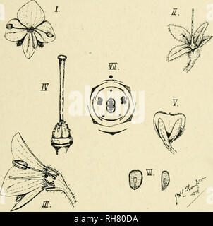 . Botanique de la plante vivante. La botanique. Annexe A 531 et comprend les oi feuilles. Chaque fleur a une tige mince, pièces : calice, 4 sépales, légèrement gamosépalé, inférieur. Même si le nombre semble être quatre, la comparaison avec d'autres espèces de Veronica, et avec d'autres plantes, telles que la digitale, montre qu'un cinquième sepal, qui devrait être la médiane et postérieure, est ici à la hauteur. Corolle de pétales, quatre apparemment, gamopetalous, inférieurs, alternent avec les sépales et formant un en forme de roue (rotation), la corolle qui tombe facilement en un seul morceau. Comparaison avec des végétaux apparentés sho Banque D'Images