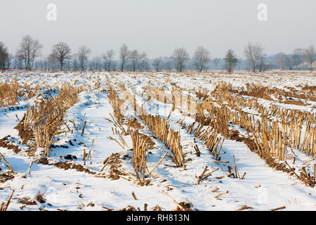 Champ de maïs en hiver Banque D'Images